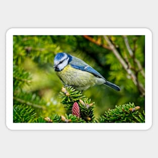 Bluetit Garden Bird Picture Sticker